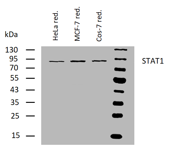 STAT1 Antibody