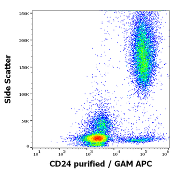 Anti-Hu CD24 Purified