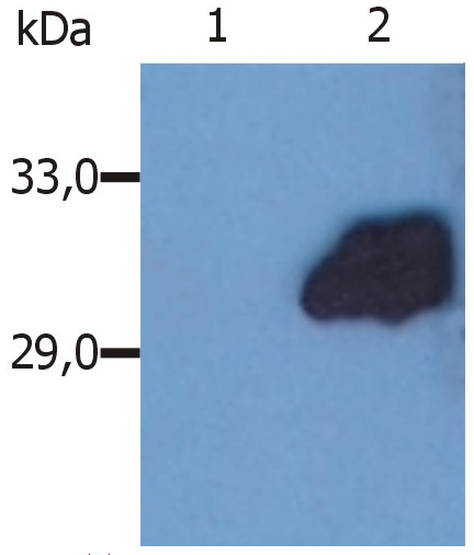 SOCS3 Antibody