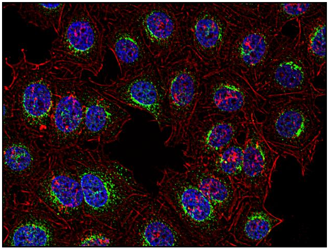 Syk antibody