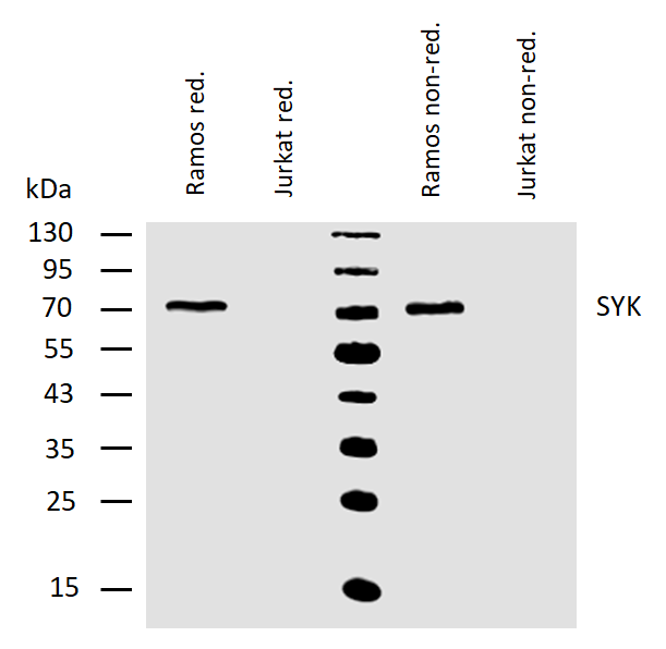 Syk antibody