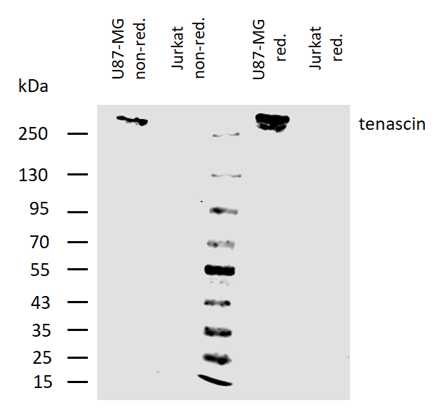 Anti-Hu Tenascin C Purified