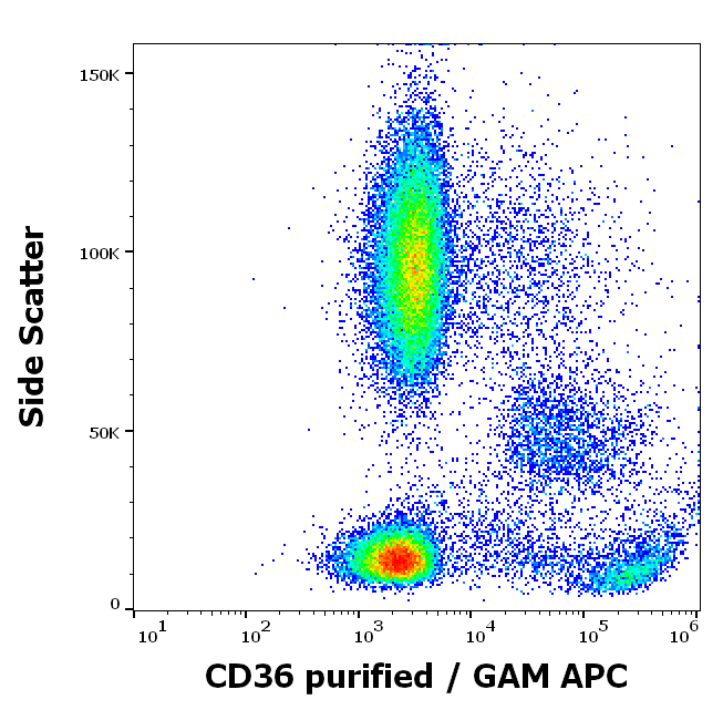 Anti-Hu CD36 Purified