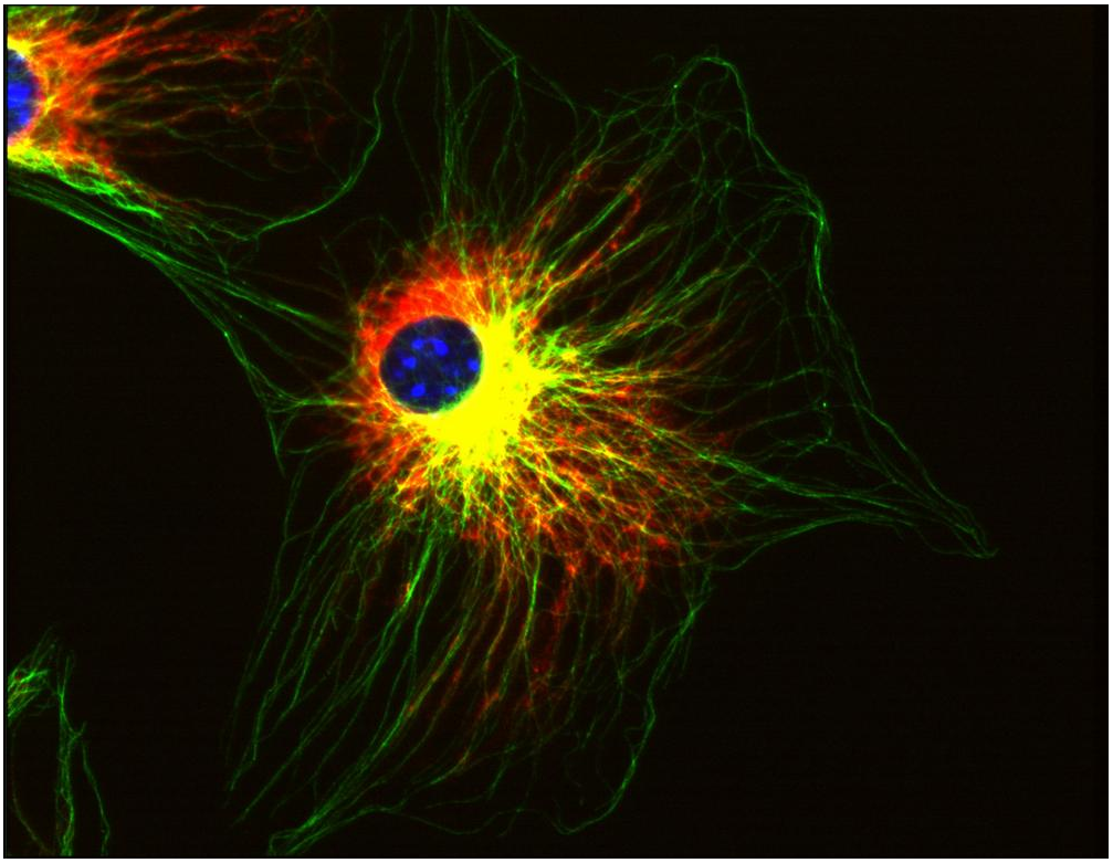 alpha tubulin antibody