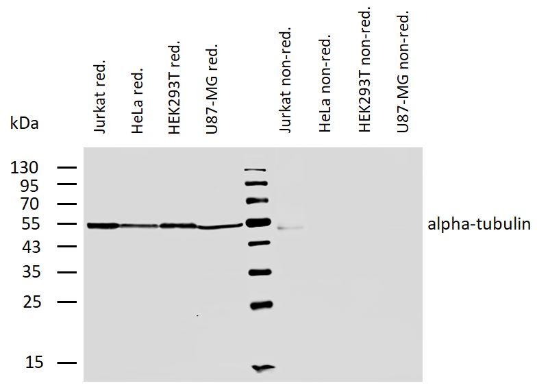 alpha tubulin antibody