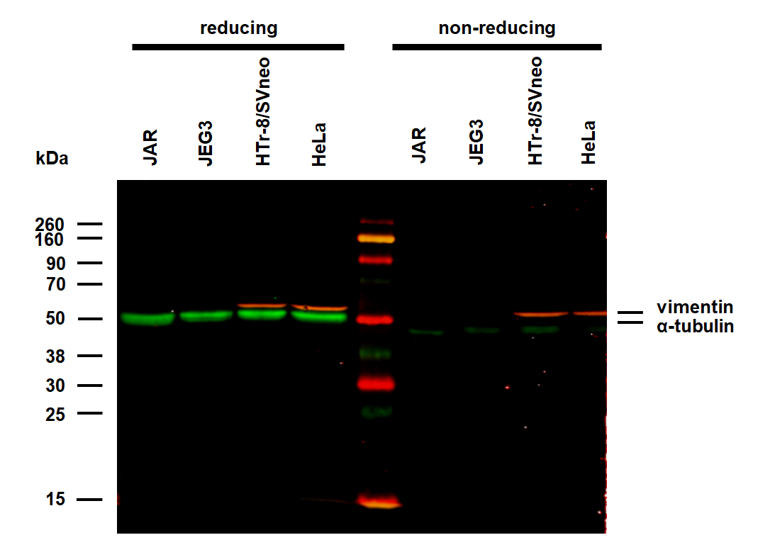 alpha tubulin antibody