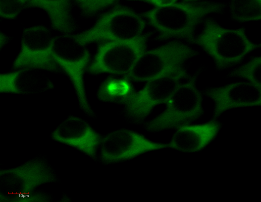 alpha-Tubulin Antibody (FITC)