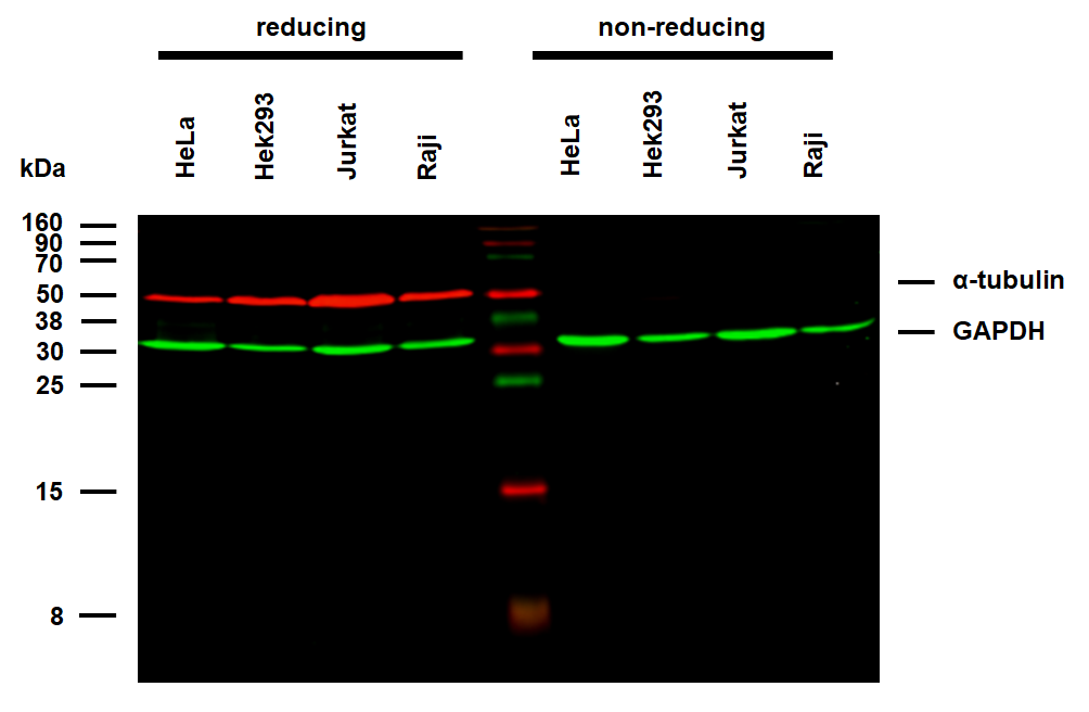 alpha tubulin antibody