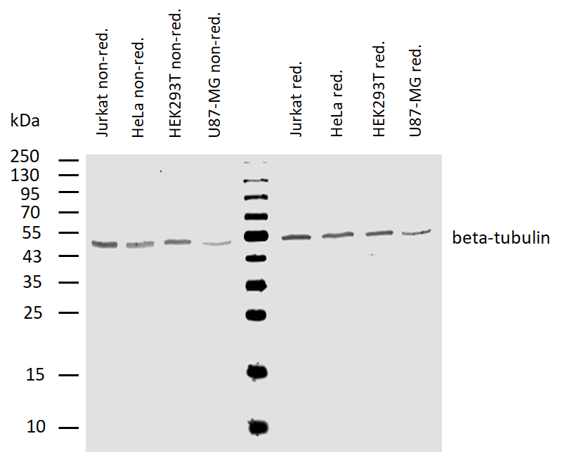 beta tubulin antibody