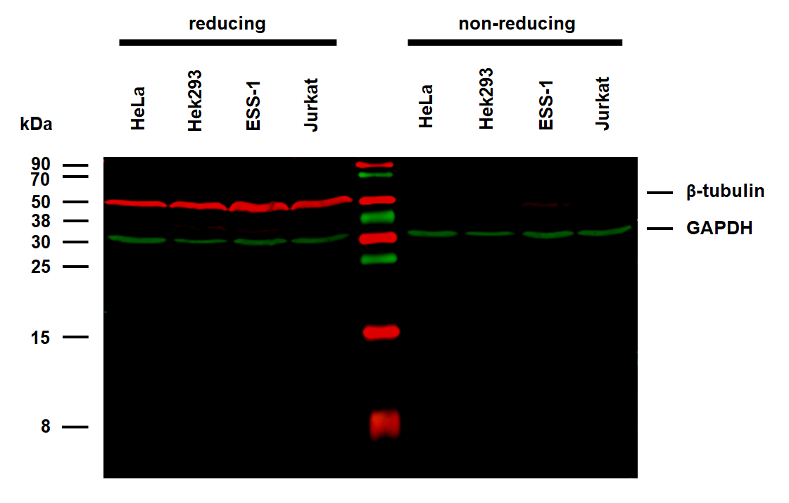 beta tubulin antibody