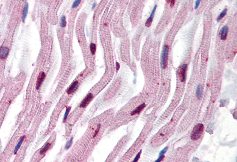 alpha tubulin antibody