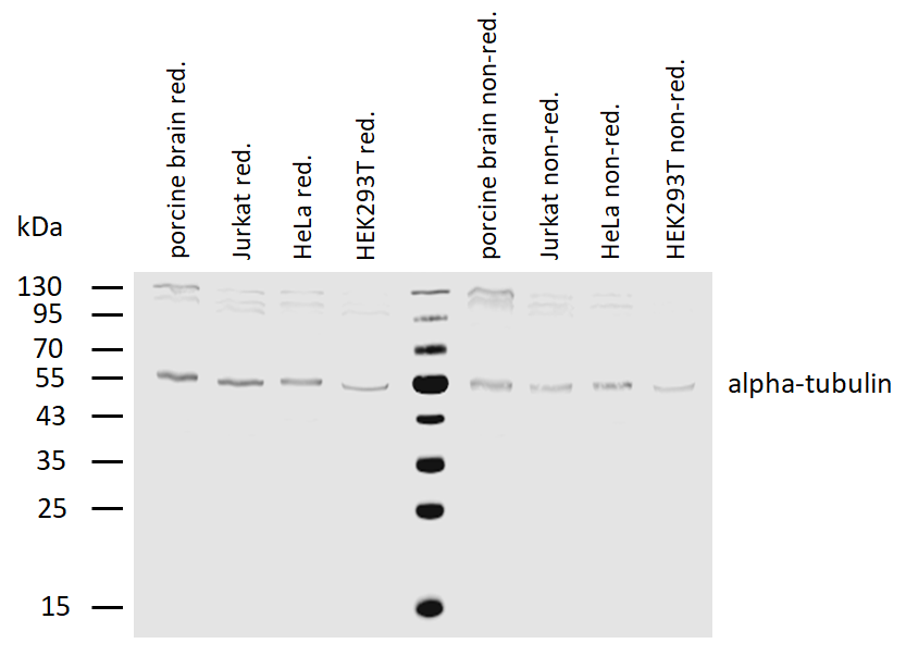 alpha tubulin antibody