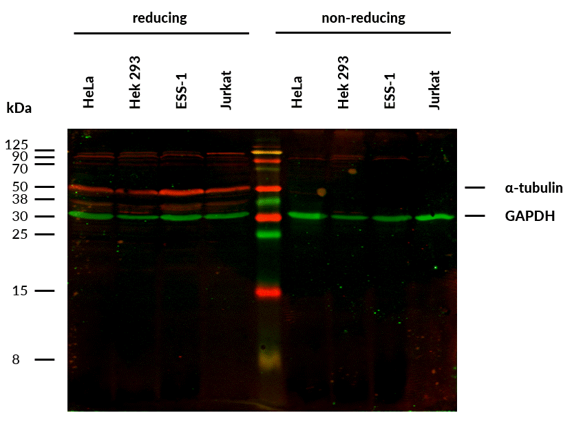 alpha tubulin antibody