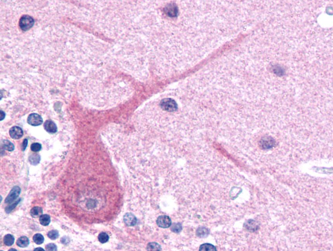 Anti-betaIII-Tubulin Purified