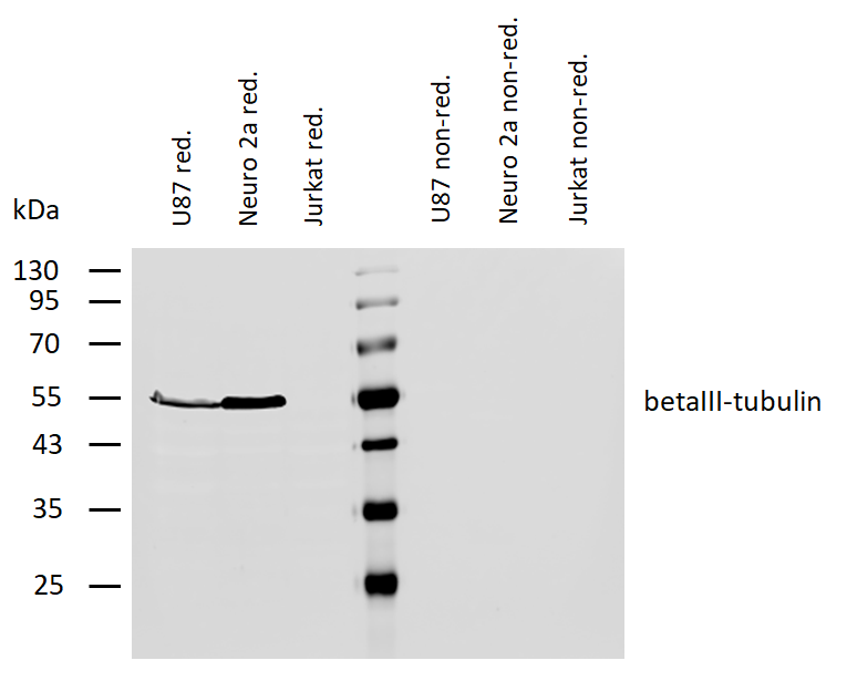 Anti-betaIII-Tubulin Purified