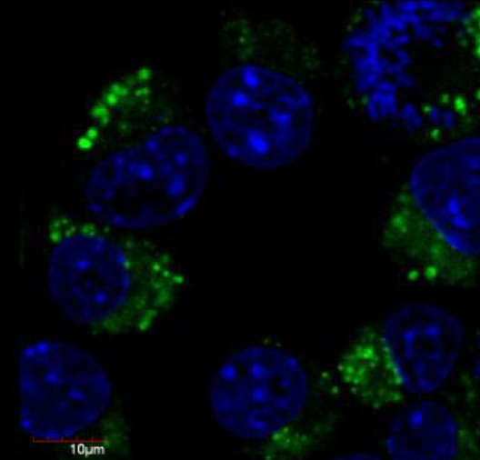 Tubulin beta 3 antibody (FITC)