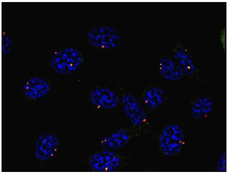 gamma Tubulin antibody