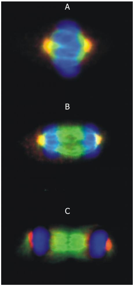 gamma Tubulin antibody