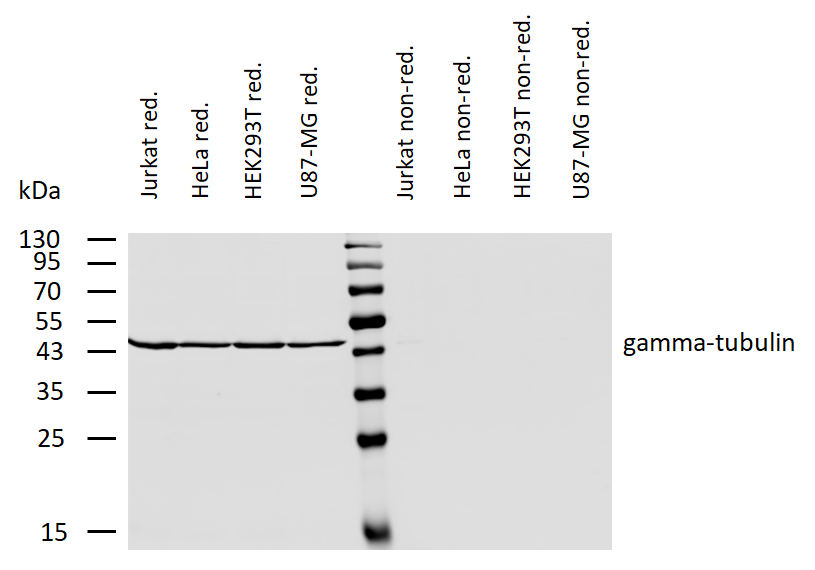 gamma Tubulin antibody