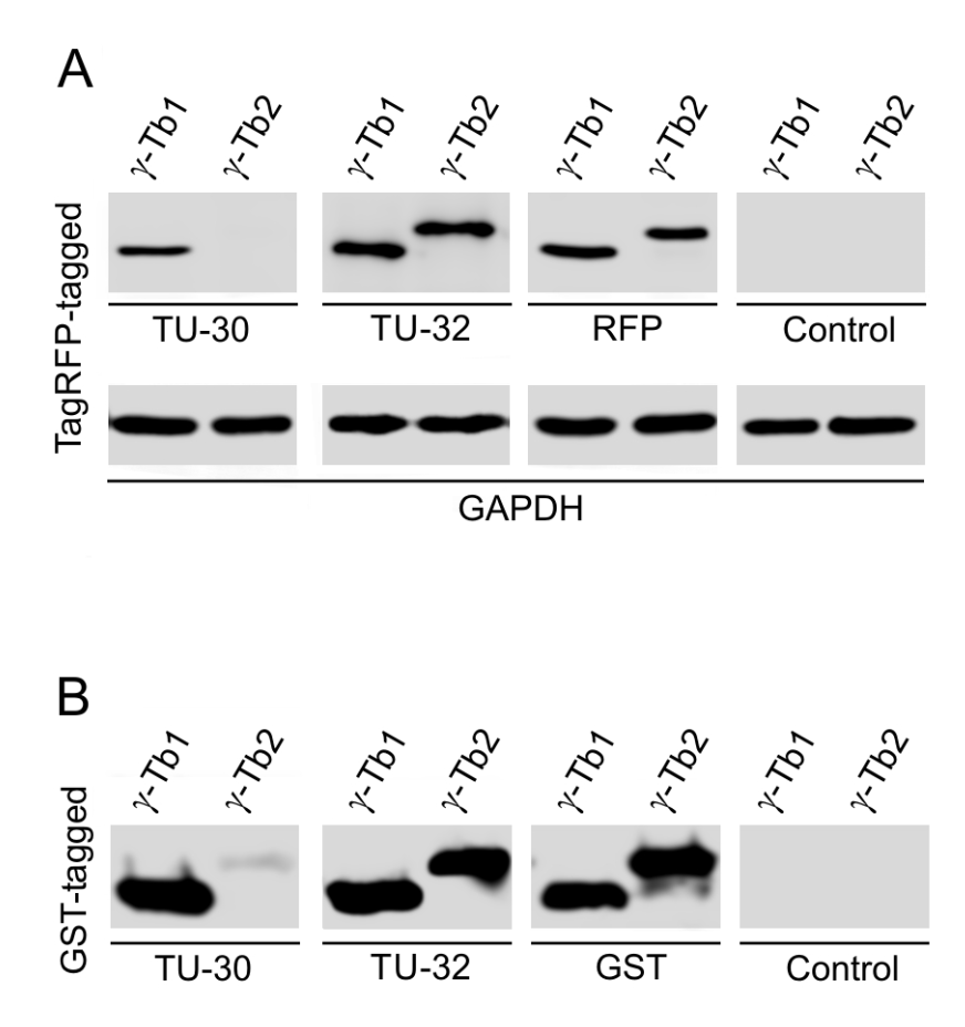 gamma Tubulin antibody