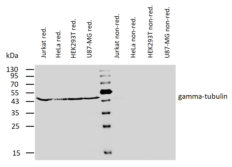 gamma Tubulin antibody