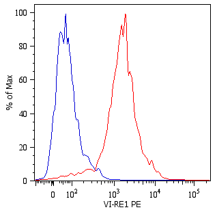 Vimentin Antibody (PE)