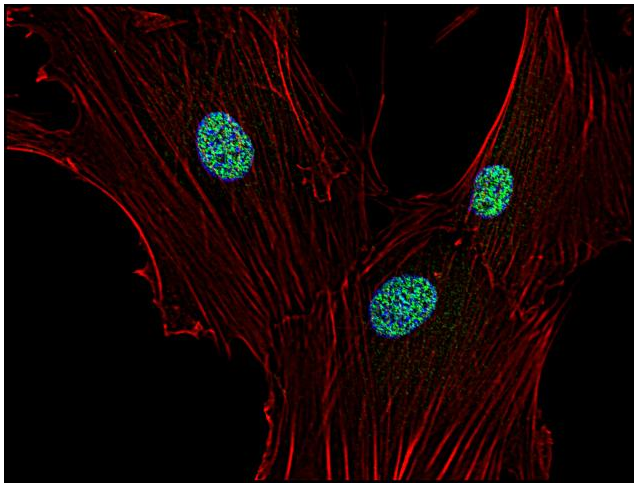 p21Waf1 Antibody
