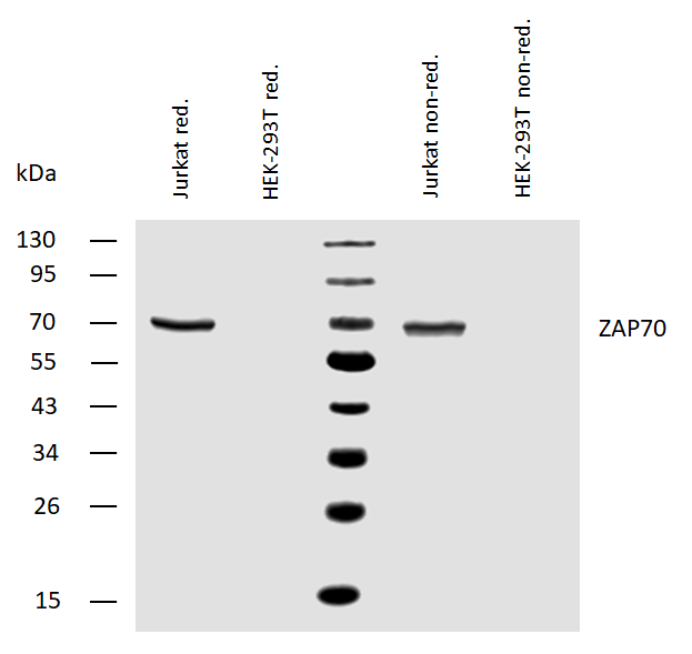 ZAP70 Antibody