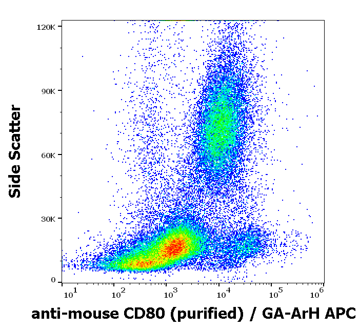 CD80 Antibody