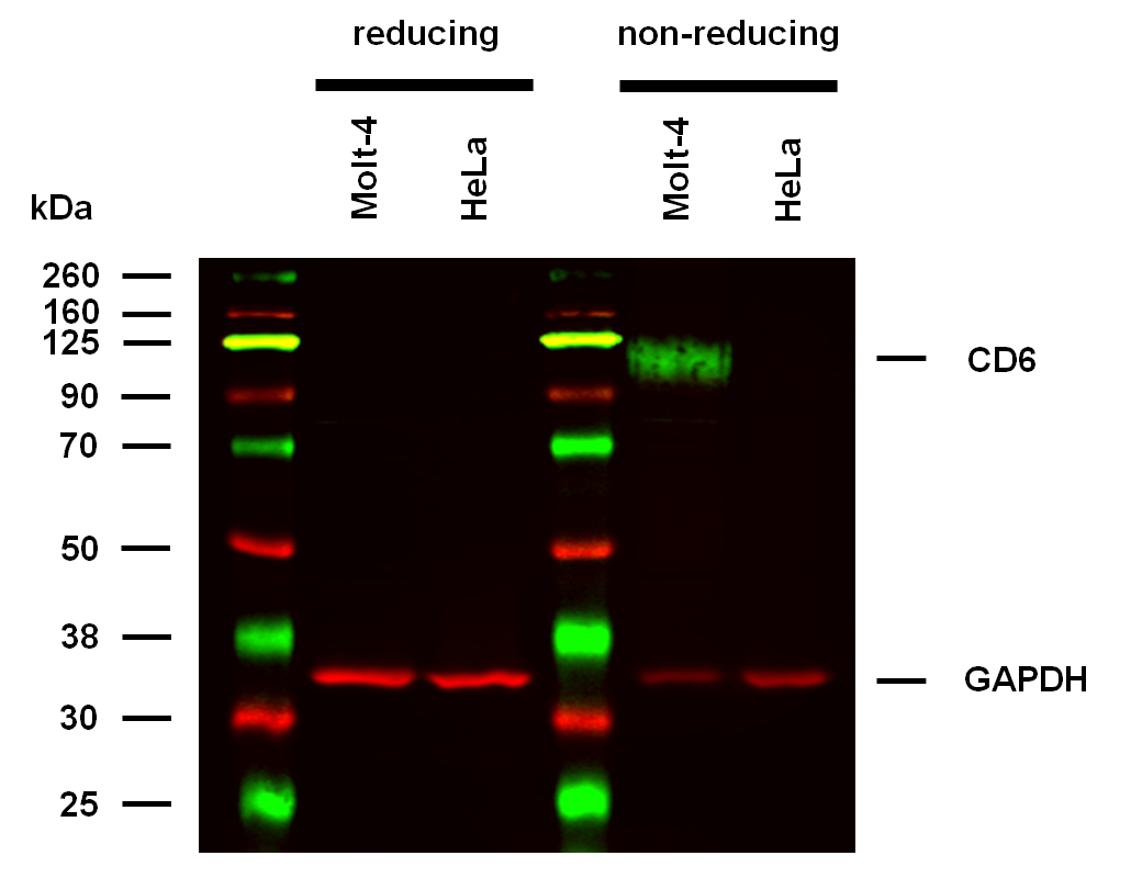 Anti-Hu CD6 Purified