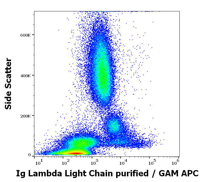 Ig Lambda Light Chain Antibody