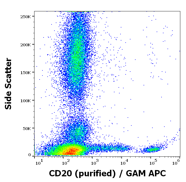 Anti-Hu CD20 Purified