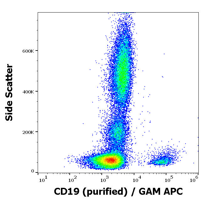 CD19 Antibody