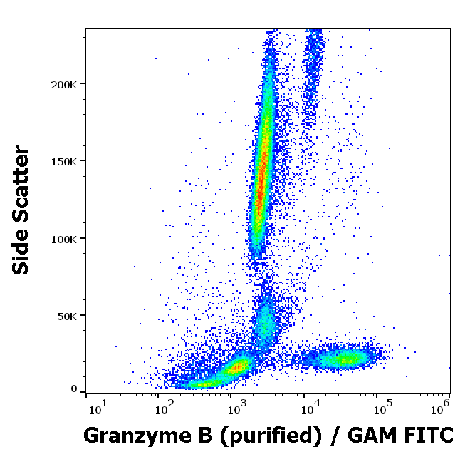 Anti-Granzyme B Purified