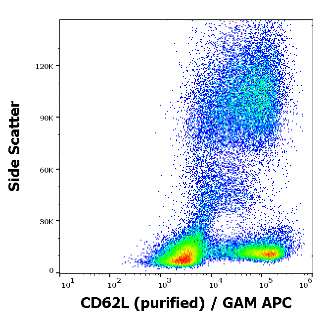 CD62L Antibody