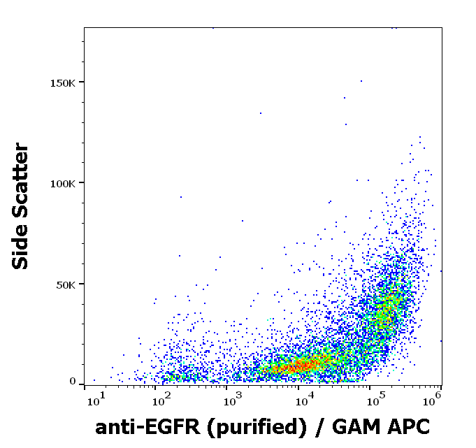 EGFR Antibody