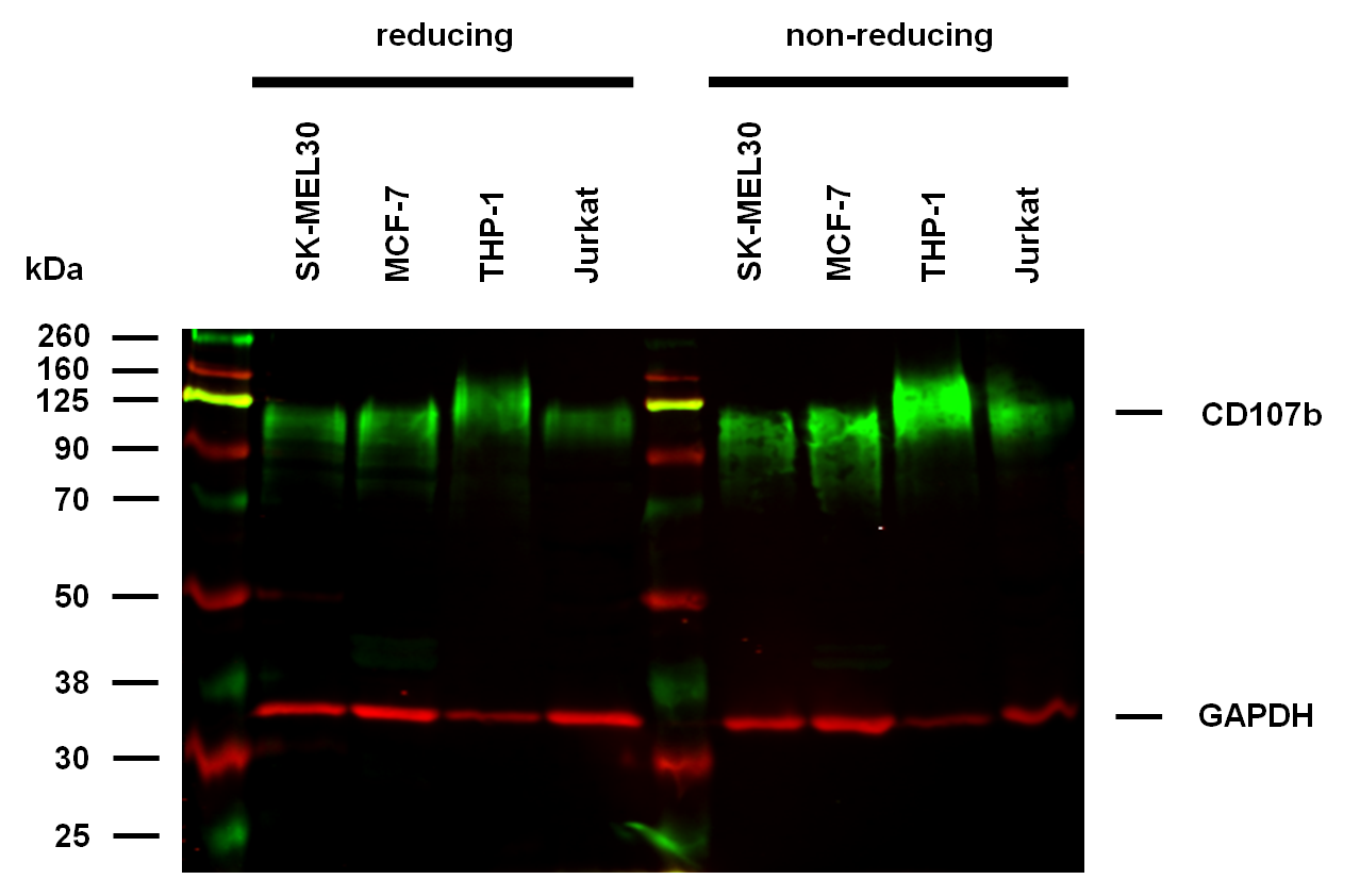 Anti-Hu CD107b Purified Azide Free