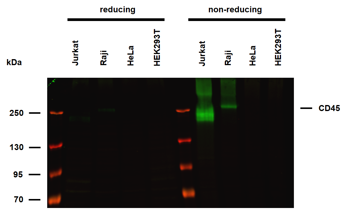 Anti-Hu CD45 Purified