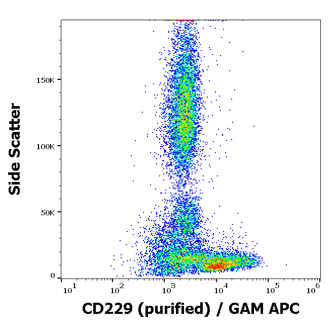 CD229 antibody