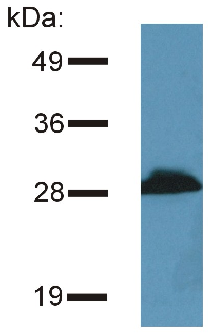 PRR7 Antibody