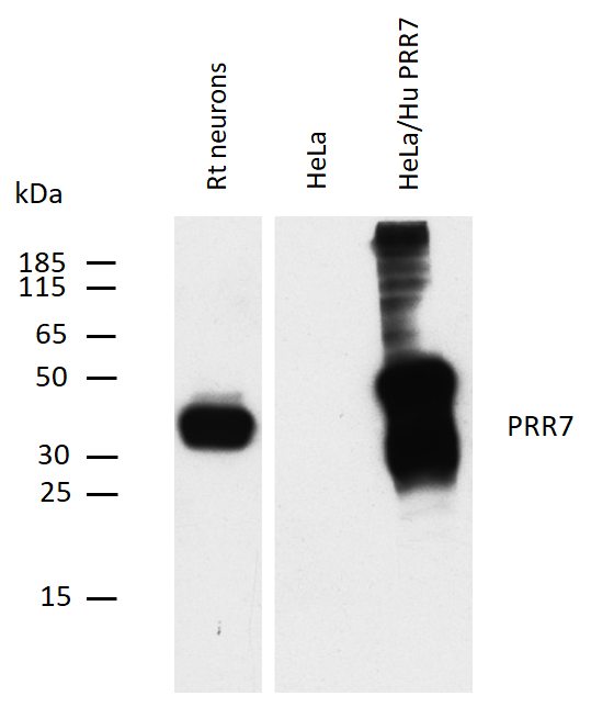PRR7 antibody