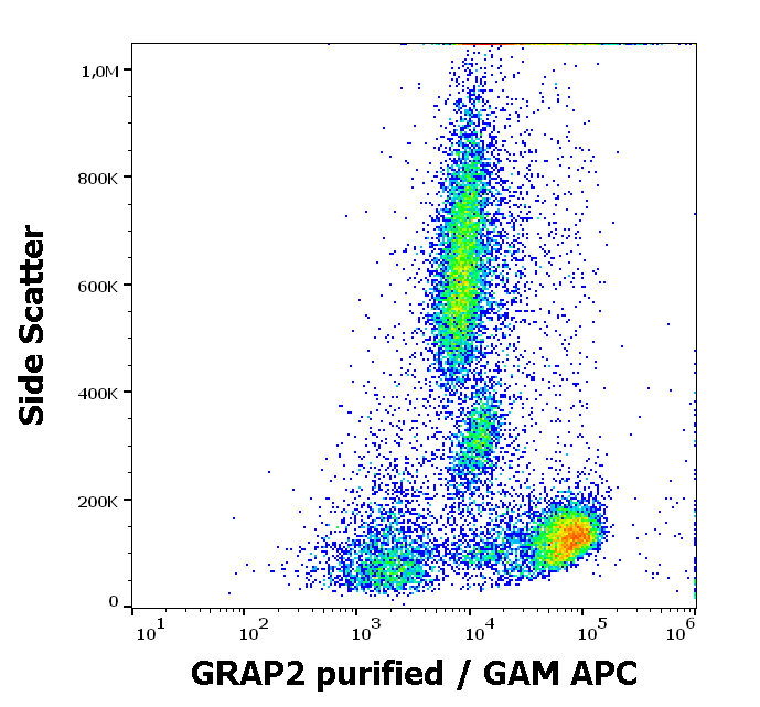 Anti-GRAP2 Purified
