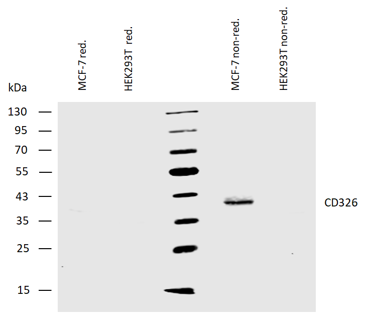 EpCAM antibody