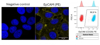 CD326 Antibody (PE)