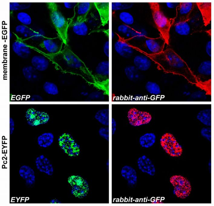 GFP antibody