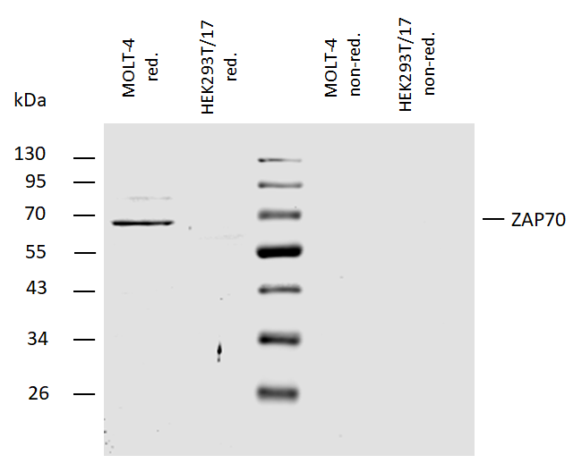 ZAP70 Antibody