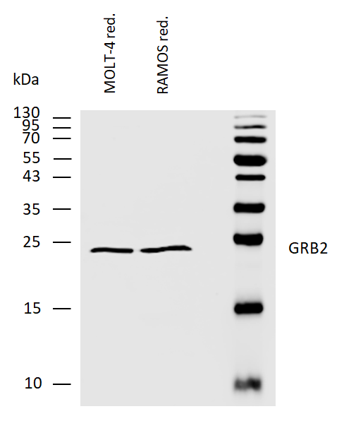GRB2 Antibody