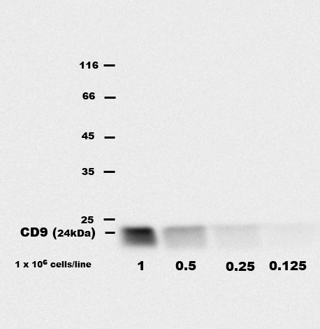 CD9 Antibody