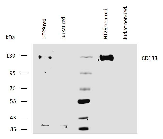 CD133 Antibody