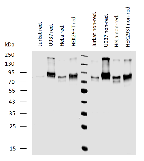 Anti-Hu CD164 Purified